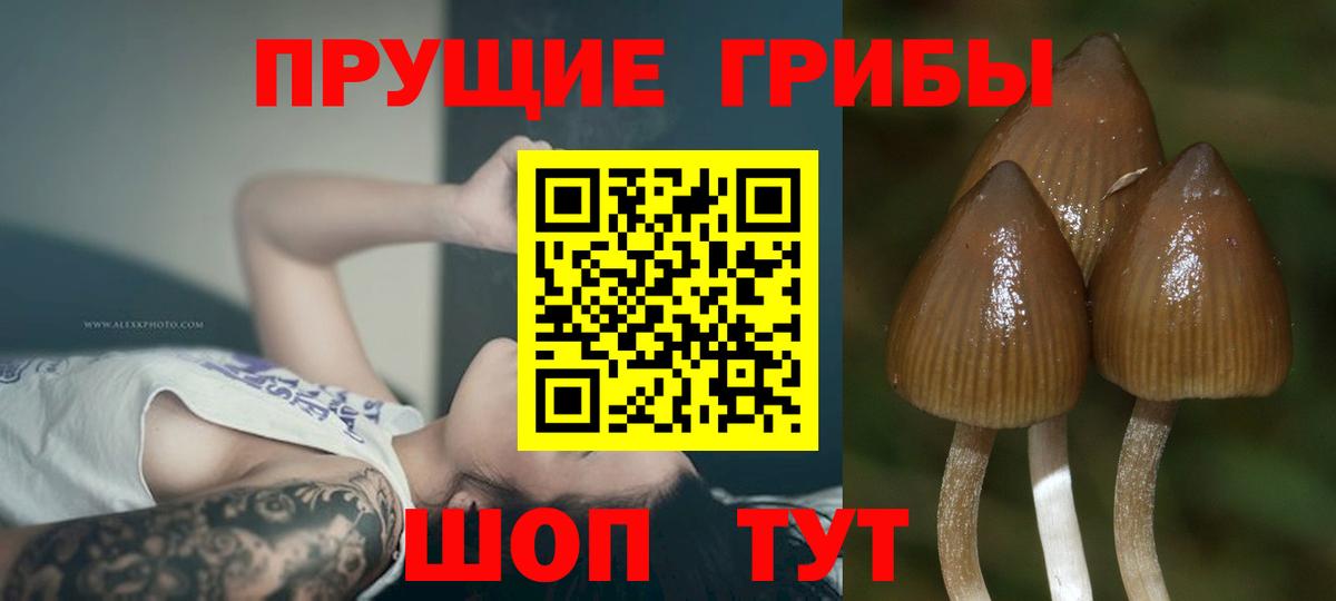 Галлюциногенные грибы Psilocybine cubensis Кириши